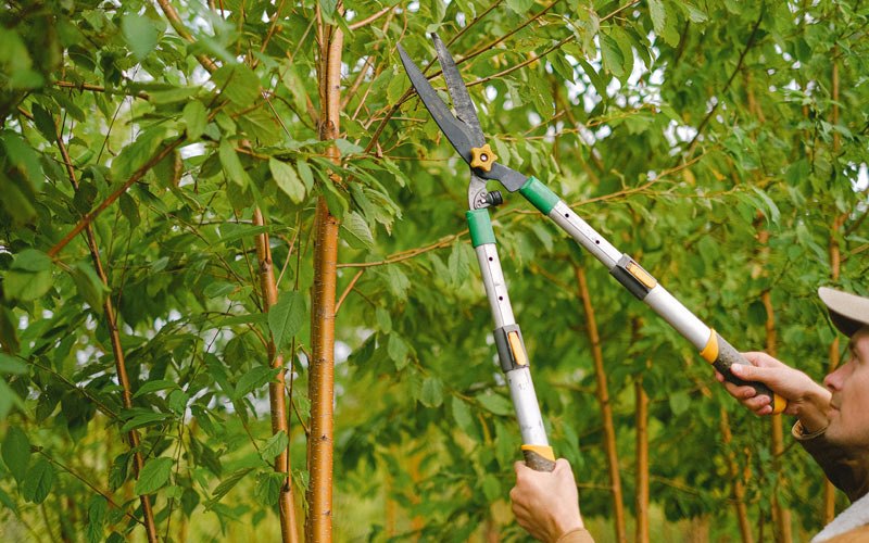 Tree trimming in Pendleton, OR